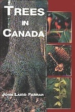 Load image into Gallery viewer, Trees In Canada
