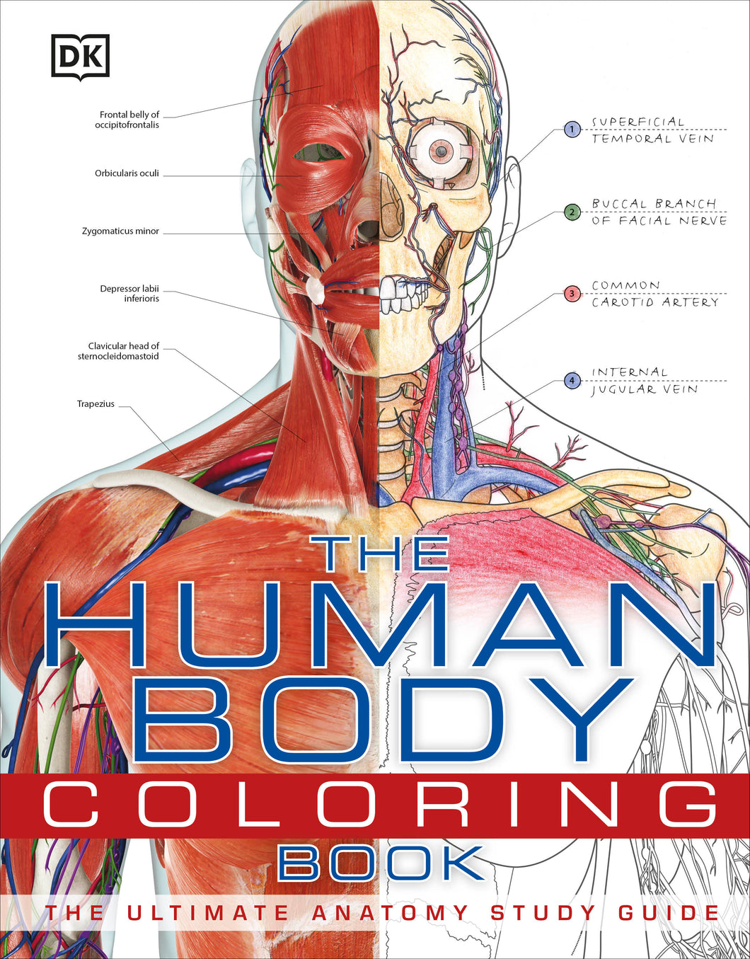 Human Body Coloring Book