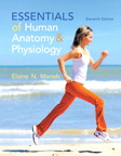 Essentials of Human Anatomy & Physiology